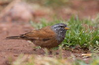 Strnádka domová - Emberiza sahari - House Bunting