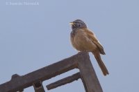 Strnádka domová - Emberiza sahari - House Bunting