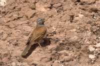 Strnádka domová - Emberiza sahari - House Bunting