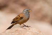 Strnádka domová - Emberiza sahari - House Bunting