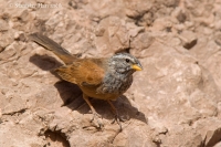 Strnádka domová - Emberiza sahari - House Bunting