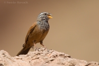 Strnádka domová - Emberiza sahari - House Bunting