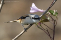 Strakoš dlhochvostý - Lanius schach - Long-tailed Shrike