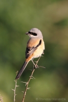 Strakoš dlhochvostý - Lanius schach - Long-tailed Shrike