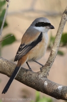 Strakoš dlhochvostý - Lanius schach - Long-tailed Shrike