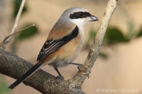 Strakoš dlhochvostý - Lanius schach - Long-tailed Shrike