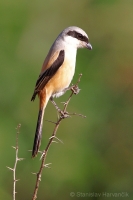 Strakoš dlhochvostý - Lanius schach - Long-tailed Shrike