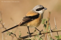 Strakoš dlhochvostý - Lanius schach - Long-tailed Shrike