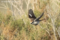 Strakoš turkménsky - Lanius phoenicuroides - Red-tailed Shrike