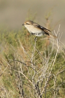 Strakoš turkménsky - Lanius phoenicuroides - Red-tailed Shrike