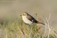 Strakoš turkménsky - Lanius phoenicuroides - Red-tailed Shrike