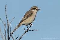 Strakoš turkménsky - Lanius phoenicuroides - Red-tailed Shrike