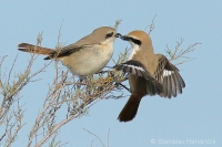 Strakoš turkménsky - Lanius phoenicuroides - Red-tailed Shrike