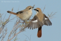 Strakoš turkménsky - Lanius phoenicuroides - Red-tailed Shrike