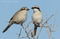 Strakoš turkménsky - Lanius phoenicuroides - Red-tailed Shrike