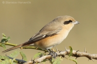 Strakoš hrdzavochvostý - Lanius isabellinus - Isabelline Shrike