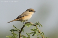 Strakoš hrdzavochvostý - Lanius isabellinus - Isabelline Shrike