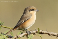Strakoš hrdzavochvostý - Lanius isabellinus - Isabelline Shrike