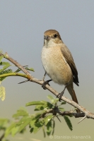 Strakoš hrdzavochvostý - Lanius isabellinus - Isabelline Shrike