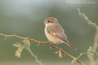 Strakoš hrdzavochvostý - Lanius isabellinus - Isabelline Shrike