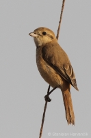Strakoš hrdzavochvostý - Lanius isabellinus - Isabelline Shrike