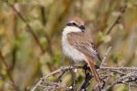 Strakoš červenochvostý - Lanius cristatus - Brown Shrike