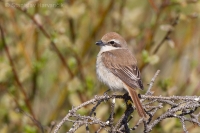 Strakoš červenochvostý - Lanius cristatus - Brown Shrike