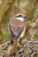 Strakoš červenochvostý - Lanius cristatus - Brown Shrike