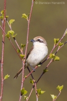 Strakoš červenochvostý - Lanius cristatus - Brown Shrike