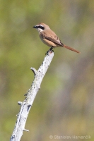 Strakoš červenochvostý - Lanius cristatus - Brown Shrike