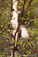 Strakoš červenochvostý - Lanius cristatus - Brown Shrike