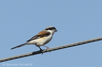 Strakoš vavrínový - Lanius vittatus - Bay-backed Shrike