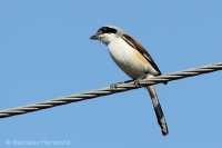 Strakoš vavrínový - Lanius vittatus - Bay-backed Shrike