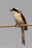 Strakoš vavrínový - Lanius vittatus - Bay-backed Shrike