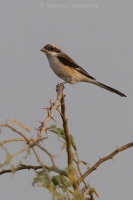 Strakoš vavrínový - Lanius vittatus - Bay-backed Shrike