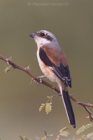 Strakoš vavrínový - Lanius vittatus - Bay-backed Shrike