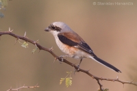 Strakoš vavrínový - Lanius vittatus - Bay-backed Shrike