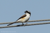 Strakoš vavrínový - Lanius vittatus - Bay-backed Shrike