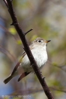 Muchár širokozobý - Muscicapa dauurica - Brown Flycatcher