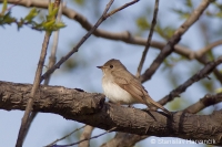 Muchár širokozobý - Muscicapa dauurica - Brown Flycatcher