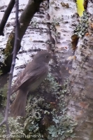 Muchár širokozobý - Muscicapa dauurica - Brown Flycatcher