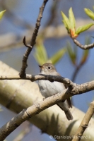 Muchár širokozobý - Muscicapa dauurica - Brown Flycatcher