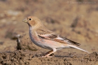 Hýľovec skalný - Bucanetes mongolicus - Mongolian Finch