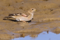 Hýľovec skalný - Bucanetes mongolicus - Mongolian Finch