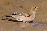 Hýľovec skalný - Bucanetes mongolicus - Mongolian Finch