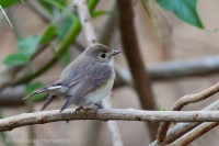 Muchárik malý - Ficedula parva -Red-breasted Flycatcher