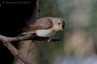 Muchárik malý - Ficedula parva -Red-breasted Flycatcher