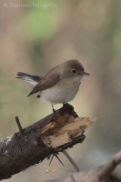 Muchárik malý - Ficedula parva -Red-breasted Flycatcher