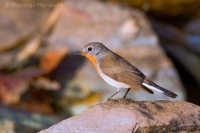 Muchárik malý - Ficedula parva -Red-breasted Flycatcher