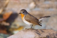 Muchárik malý - Ficedula parva -Red-breasted Flycatcher